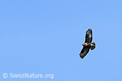 Photo: Raubvogel im Flug