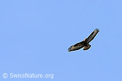 Photo: Mäusebussard