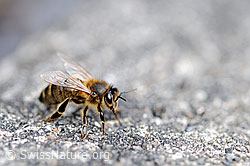 Honigbiene (Apis mellifera) (25.04.2008, F056919) Honigbiene (Apis mellifera) (25.04.2008, F056919)