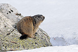 Photo: Murmeltier auf Felsblock