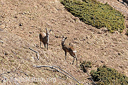 F057097: Rehe