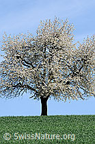 F057197: Blühender Baum