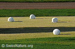 F057441: Heuballen