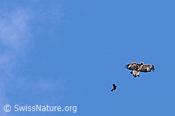 Photo: Adler und Dohle