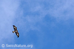 Photo: Fliegender Steinadler