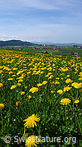 Photo: Blühender Löwenzahn