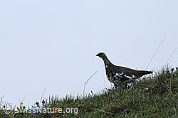 Photo: Alpenschneehuhn auf einer Bergwiese