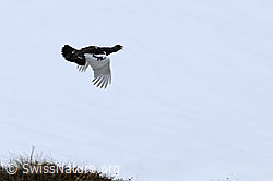 Photo: Fliegendes Schneehuhn