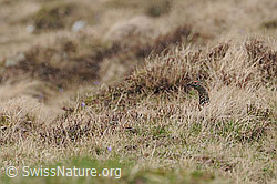 Photo: Schneehuhn im Versteck