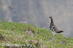 Photo: Alpenscheehühner