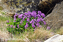 Foto: Breitblättrige Primeln (Primula latifolia)
