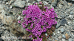 Photo: Gegenblättriger Steinbrech