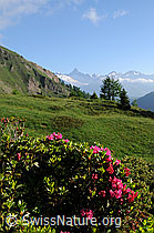 Foto: Berge und Alpenrosen