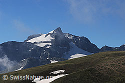 F059397: Hillehorn