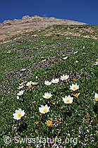 Photo: Silberwurz an Bergflanke