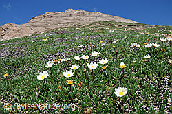 Photo: Alpenflora: Silberwurz