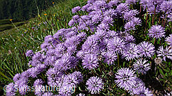 Photo: Schaft-Kugelblumen