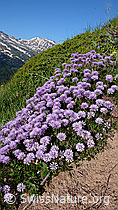 Photo: Kugelblumen