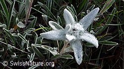 Foto: Edelweiss