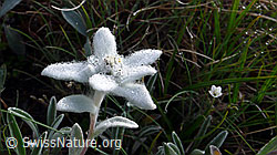 Foto: Edelweiss