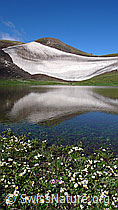 F059582: Blumen am Bergsee