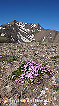 Foto: Alpen-Mannsschild und Berglandschaft