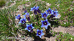 Foto: Clusius Enzian, Gruppe
