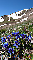 Foto: Enziangruppe in Berglandschaft
