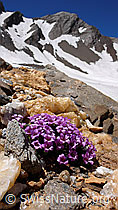 Photo: Steinbrech und Quarzband