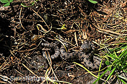 Photo: Junge Aspisviper (Vipera aspis)