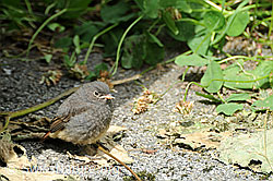 Jungvogel (F060213)
