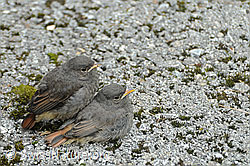 Jungvögel (F060219)