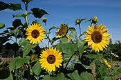 Foto: Einjährige Sonnenblumen