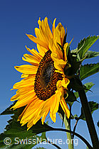 Foto: Sonnenblume