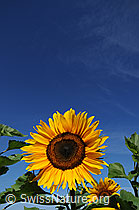 Foto: Sonnenblume und blauer Himmel