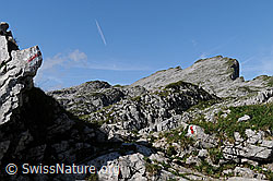 F060896: Hengst