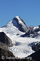 F061109: Oberaarhorn, Studergletscher, Galmigletscher