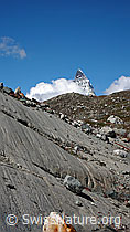 F061384: Matterhorn und Gletscherschliff