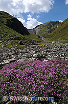 Foto: Blumen in Bergtal