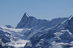 F061961: Finsteraarhorn und Agassizhorn