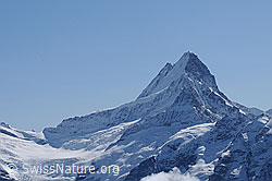 F061962: Lauteraarhorn und Schreckhorn