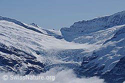 F061964: Oberer Grindelwaldgletscher und Lauteraarsattel