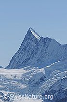 F061967: Portrait Finsteraarhorn