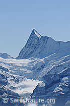 F061968: Finsteraarhorn, Agassizhorn, Finsteraarjoch und der Gletscher Obers Ischmeer
