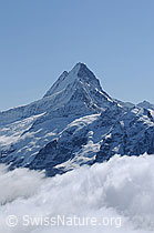 F061969: Portrait Schreckhorn
