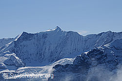 Photo: Ochs, Hinter-Fiescherhorn, Gross Fiescherhorn und Walcherhorn