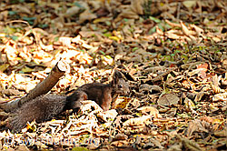 Photo: Eichhörnchen (Sciurus vulgaris)