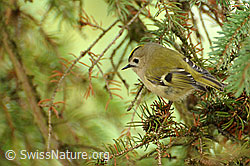 Wintergoldhähnchen (Regulus regulus) (22.11.2007, F063463)