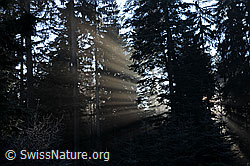 F064007: Sonnenstrahlen im Tannenwald