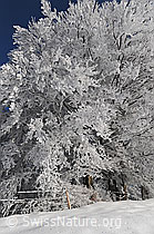 F064172: Frost